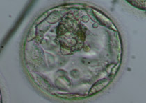 Full blastocyst ΒΒ